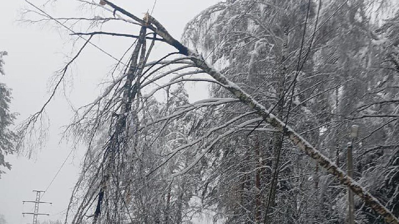 Главная картинка новости: В Калужской области два циклона повалили около шести тысяч деревьев 