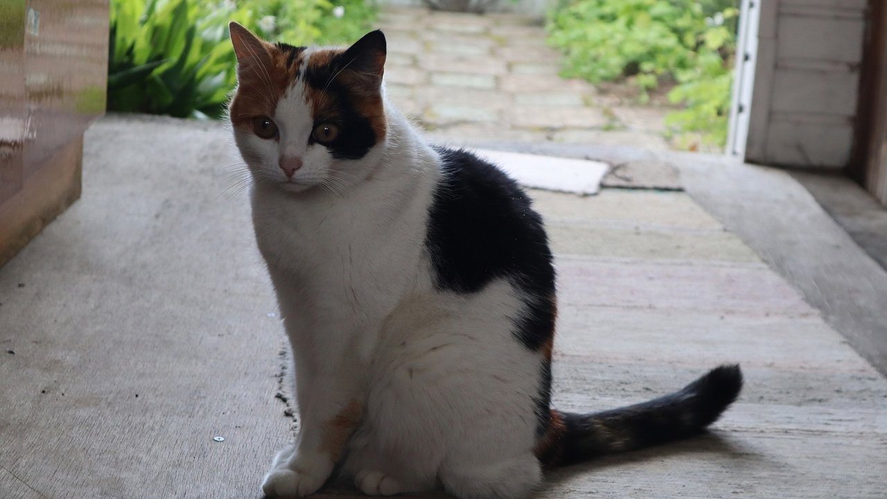 Главная картинка новости: В Калужской области за год отловили почти полторы тысячи бродячих животных 