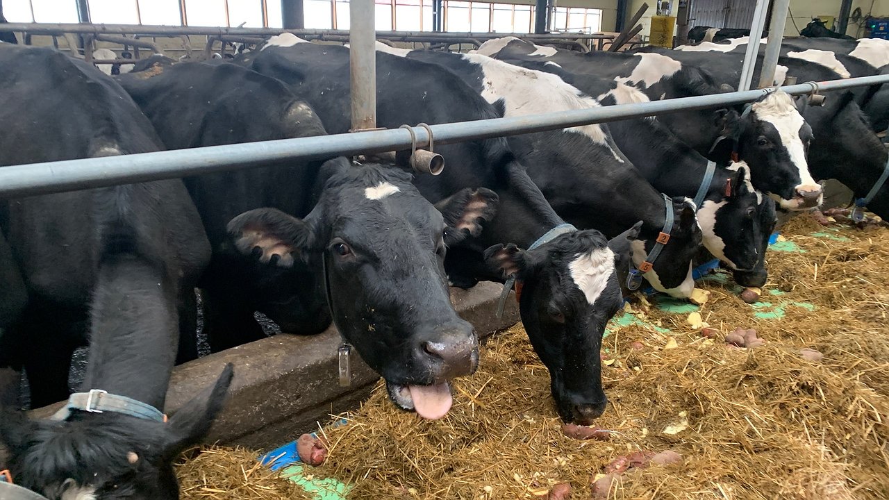 Главная картинка новости: Калужская область заняла лидирующие позиции в области племенного животноводства 