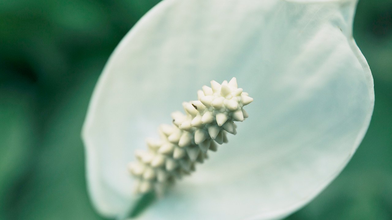 Главная картинка новости: Секрет пышного спатифиллума: 35 граммов на литр — будет цвести днем и ночью