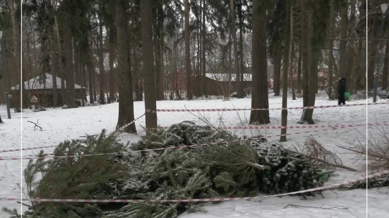 Главная картинка новости: В Обнинске готовятся к утилизации новогодних елок