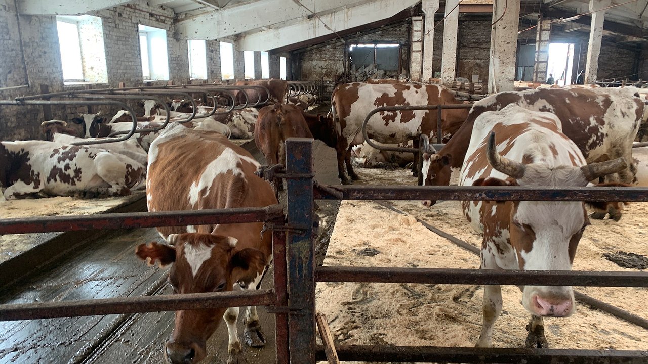 Главная картинка новости: В 2024 году на развитие сельского хозяйства в Калужской области вложили около семи миллиардов рублей