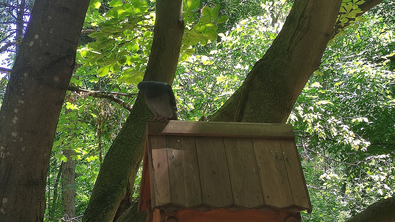 Главная картинка новости: Жителей Калужской области призывают делать кормушки для птиц