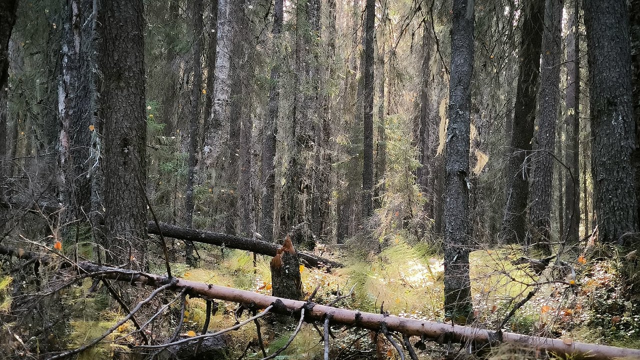 Главная картинка новости: В Калужской области восстановили 20 тысяч гектаров леса благодаря федеральному проекту