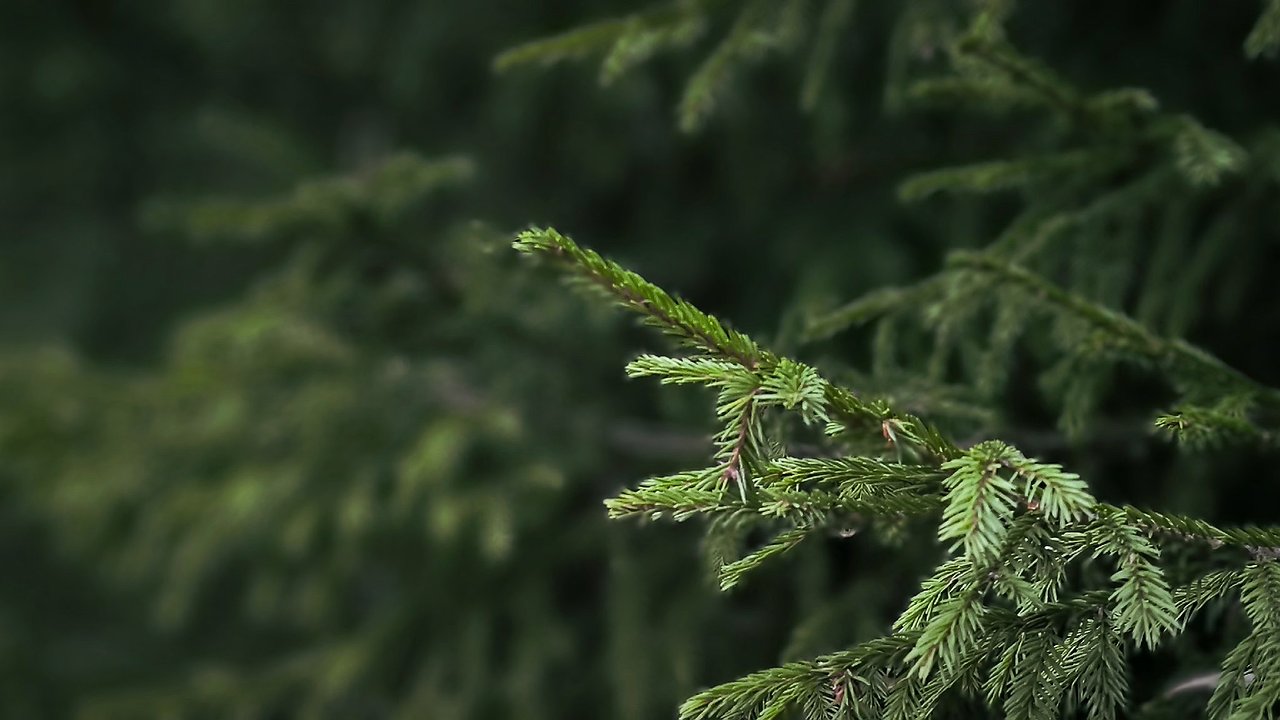 Главная картинка новости: В Калужской области 22 января ожидается плюсовая температура 