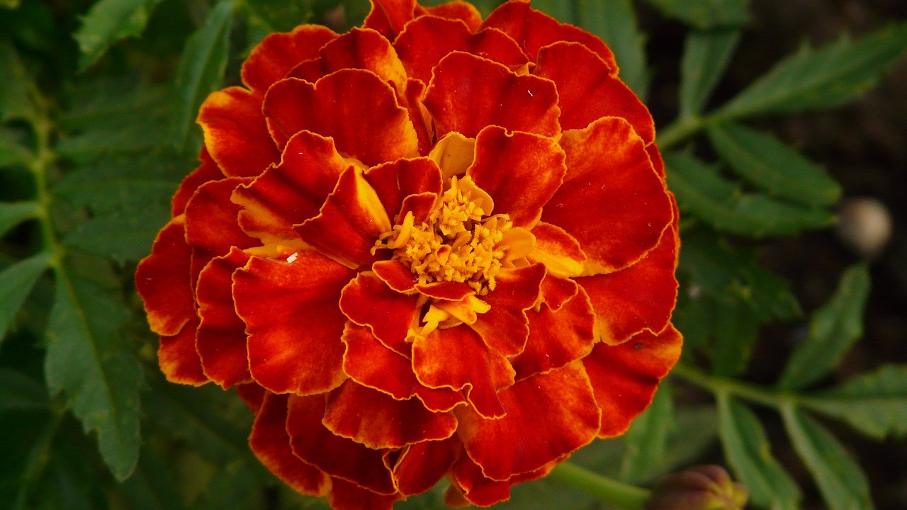 Главная картинка новости: Дачникам объяснили, как правильно сажать бархатцы — растения начнут цвести в мае