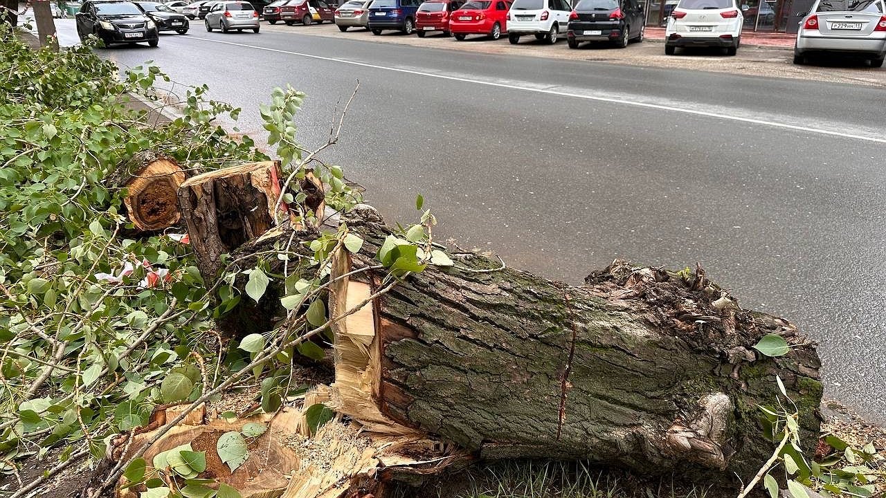 Главная картинка новости: В Медыни разразился скандал из-за спиленных деревьев 