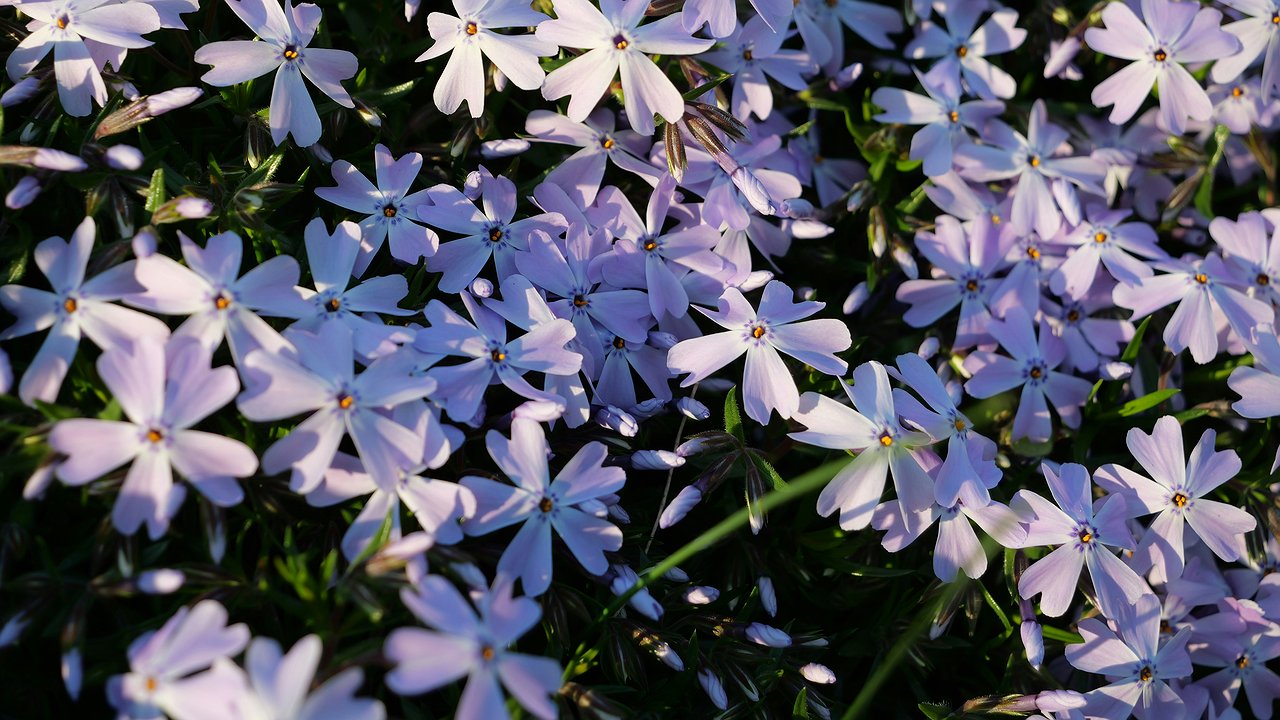 Главная картинка новости: «Сказочное растение», перед которым померкнет и петуния: агроном назвал необычный однолетник — цветами усыпан все лето