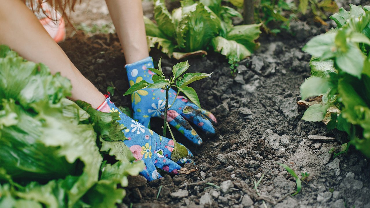 Главная картинка новости: Зима отступит окончательно: Вильфанд предупредил садоводов о скором начале дачного сезона в России