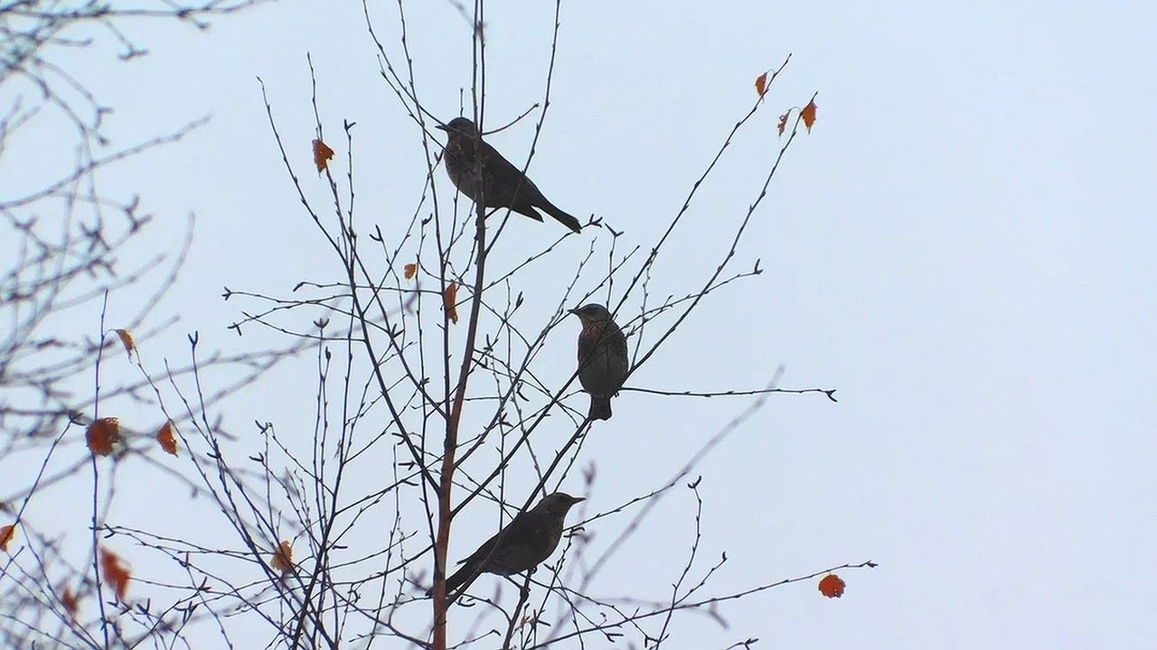 Главная картинка новости: Холодный май и аномальная жара в августе. Синоптики дали прогноз на лето — будет хуже, чем мы думали
