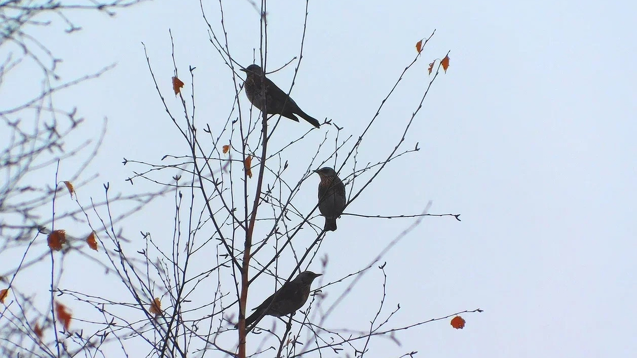 Главная картинка новости: В Калугу прилетели грачи