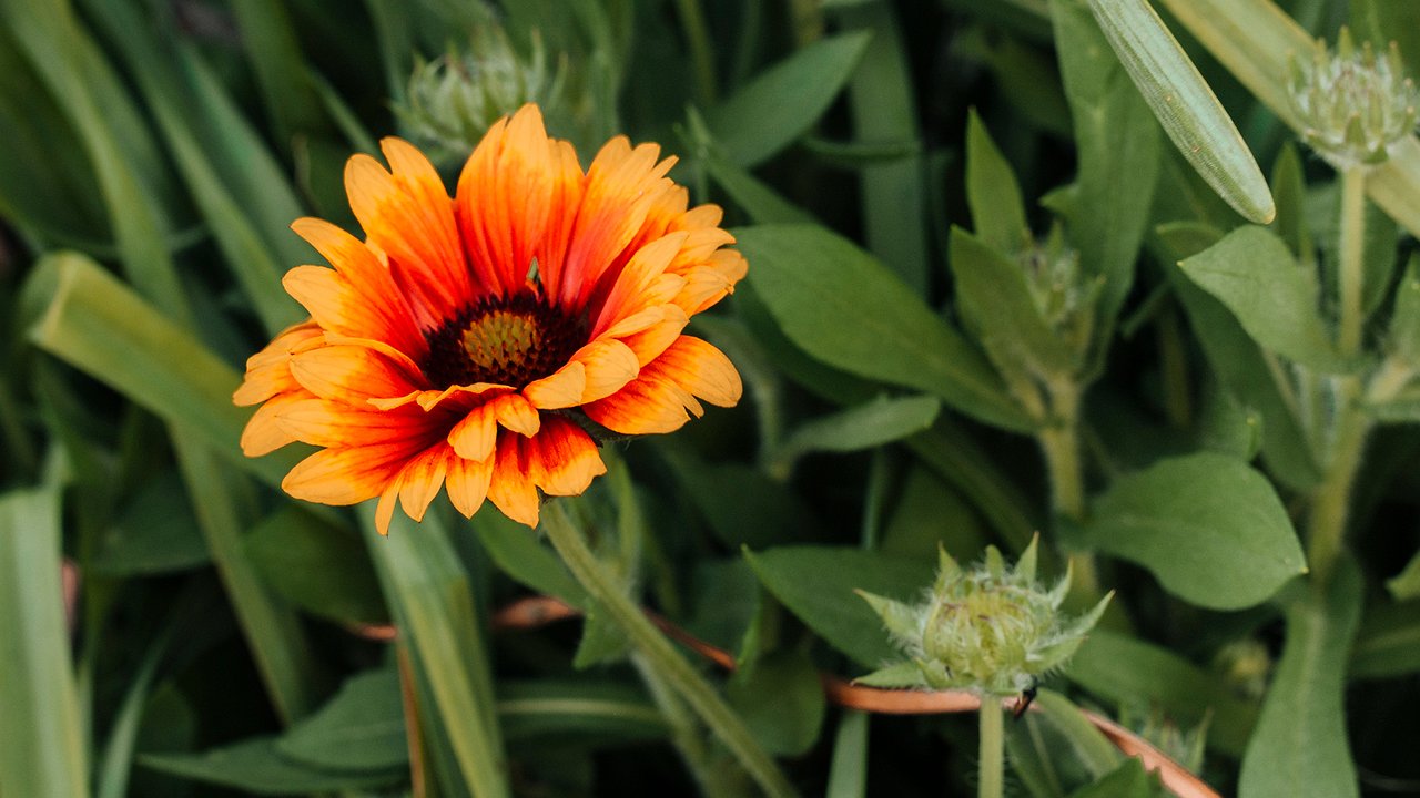 Главная картинка новости: Этот дивный многолетник цветет все лето без перерыва: будете любоваться до наступления холодов