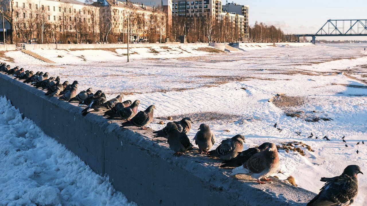 Главная картинка новости: Пенсионеры и дети в опасности: этих птиц мы кормим с рук, а они заражены инфекцией