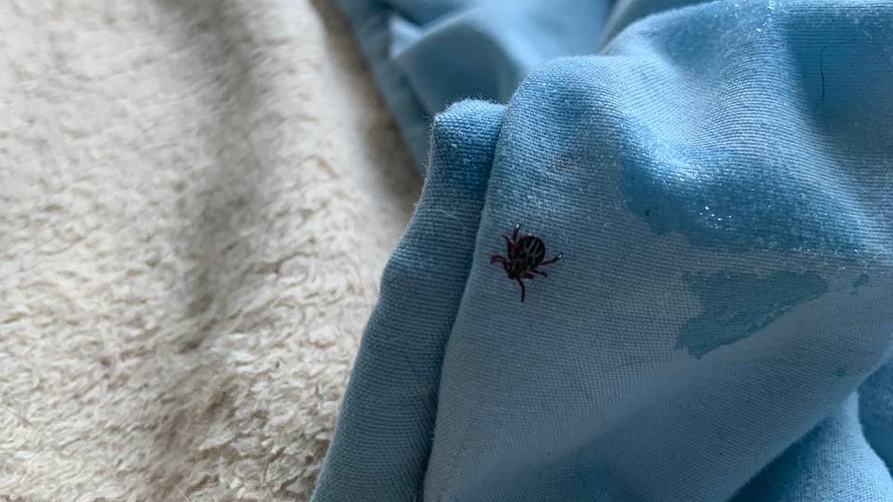 Главная картинка новости: Клещи ненавидят этот запах: стоит всего 45 рублей, а защищает в разы лучше репеллентов из магазина