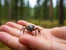 Клещи будут обходить вас за километр: паразиты на дух не переносят эти запахи и бегут подальше