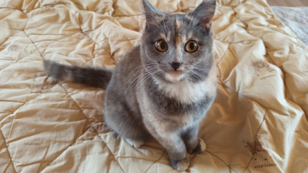 Главная картинка новости: В Обнинске спасли трёх кошек