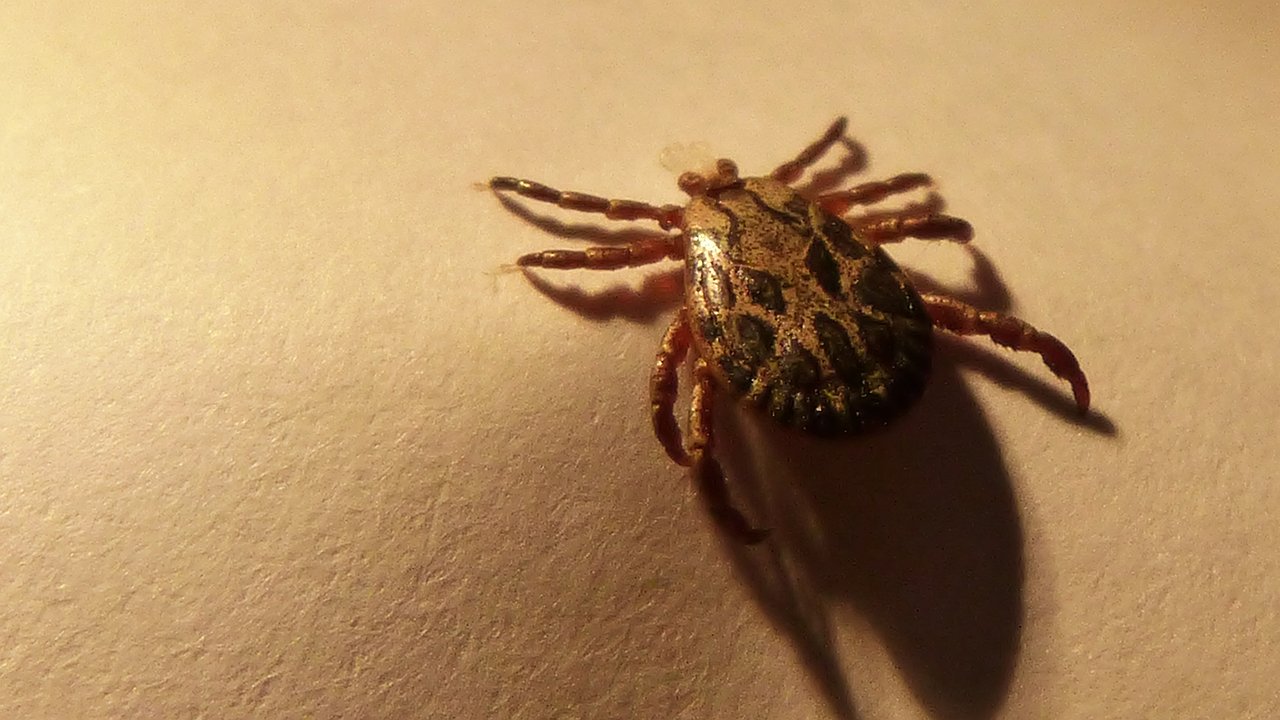 Главная картинка новости: Половина чайной ложки в воду, и клещи будут обходить вас стороной: дорогие репелленты в прошлом