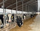 В Калужской области запустили современный животноводческий комплекс