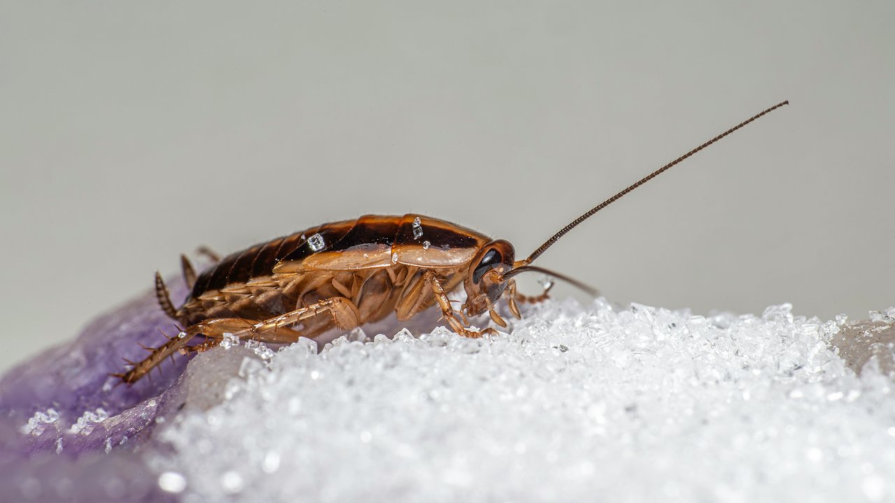 Главная картинка новости: Страшнее дихлофоса: взял это аптечное средство — тараканы исчезли, вредит только паразитам