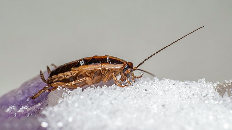 Главная картинка новости: Страшнее дихлофоса: взял это аптечное средство — тараканы исчезли, вредит только паразитам