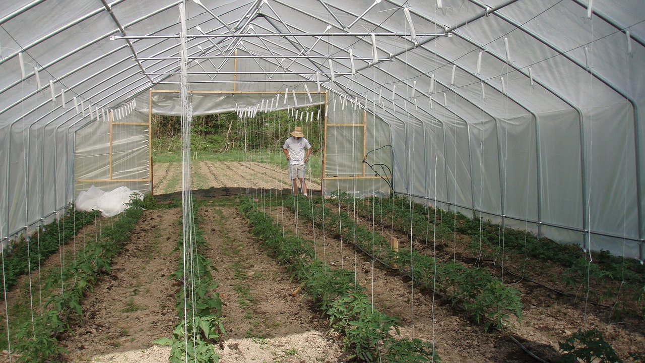 Главная картинка новости: Саморезы — в мусорку: поликарбонат на теплице крепим другим материалом — не даёт трещин, лёгок в монтаже