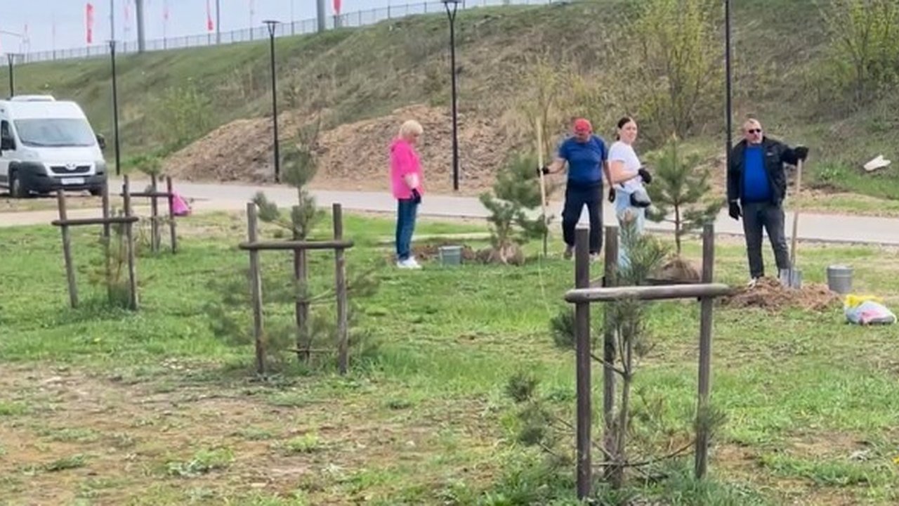 Главная картинка новости: В Калужском сквере имени Волкова высадили новые сосны