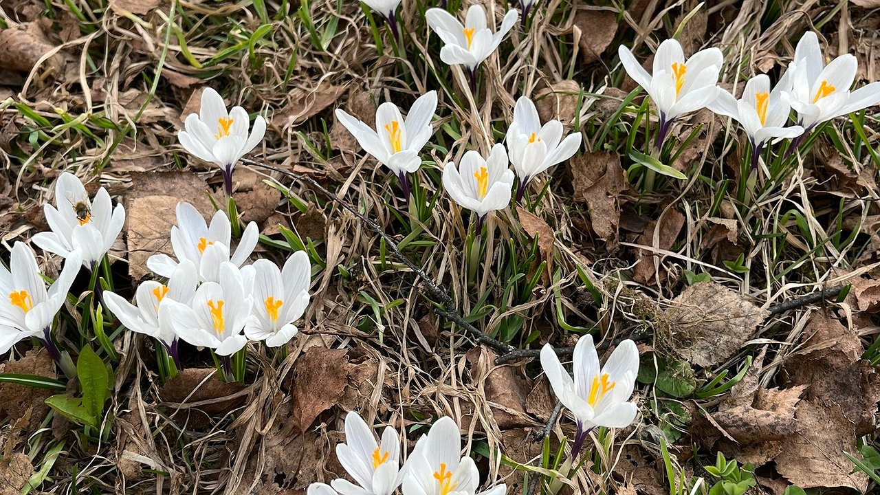 Главная картинка новости: Погода в Калужской области на 29 апреля: аномальные холода отступают