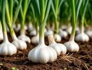 До 10 мая чесноку — обязательно: 40 гр. в воду — и головки размером с арбуз 
