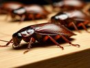 Готовим адское угощение — тараканы вымрут и больше не вернутся: безопасность от рыжих прусаков обеспечена