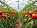 В мае сажаем томаты и перцы в теплице в эти дни — обязательно: в июле собираем по 2 ведра с одного куста