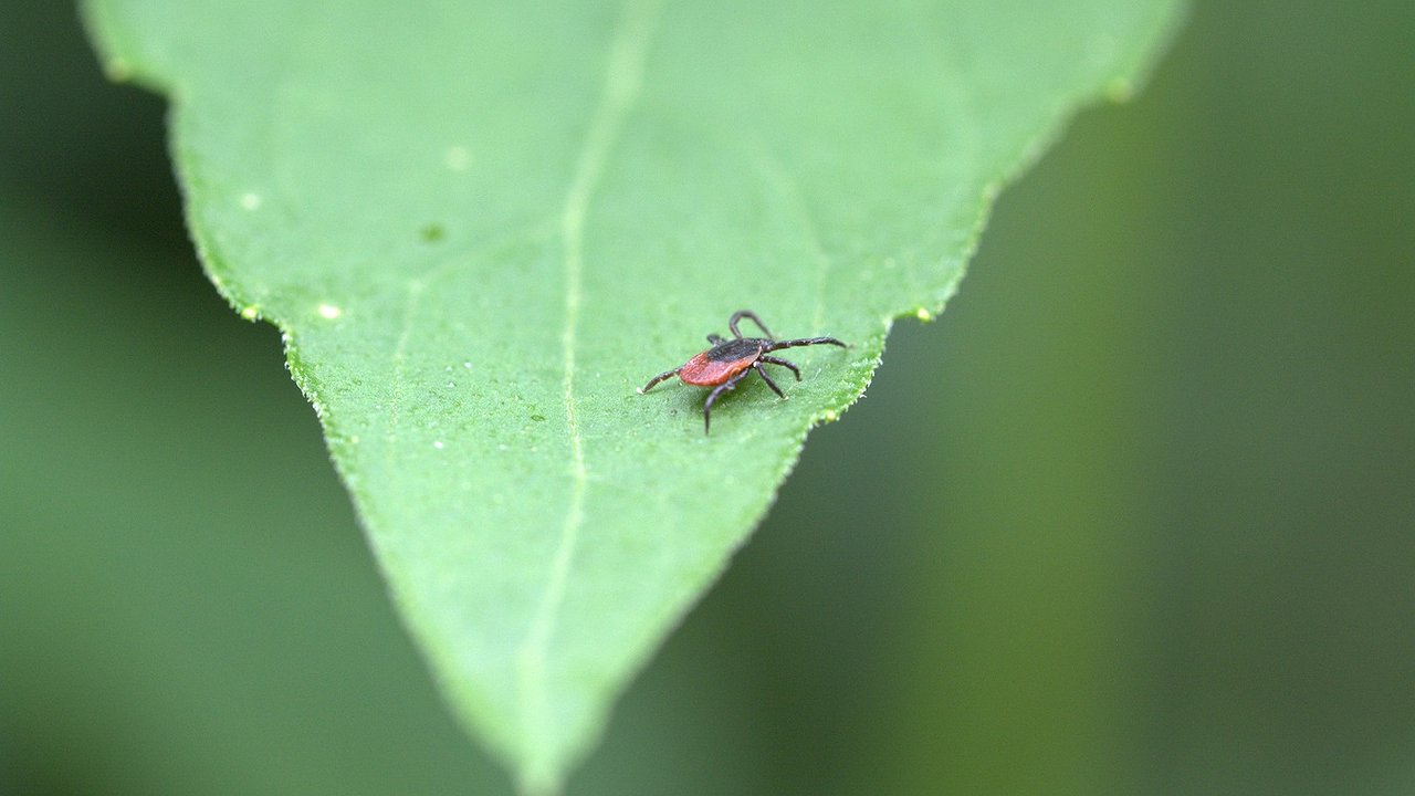Главная картинка новости: По 3 мазка на руки - и без страха идем в майский лес: клещи толпами бегут