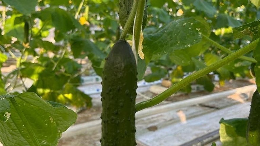 Главная картинка новости: Сыплю 2 ложки возле молодых огурчиков — от зеленцов летом спасу нет: ведрами раздаю всей деревне