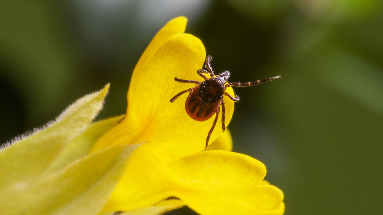 Главная картинка новости: Всего 1 цветок — и клещи слиняют с участка с молниеносной скоростью: не выносят его аромата