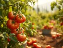3 хитрости — и помидоры слаще меда: сахаристость будет зашкаливать