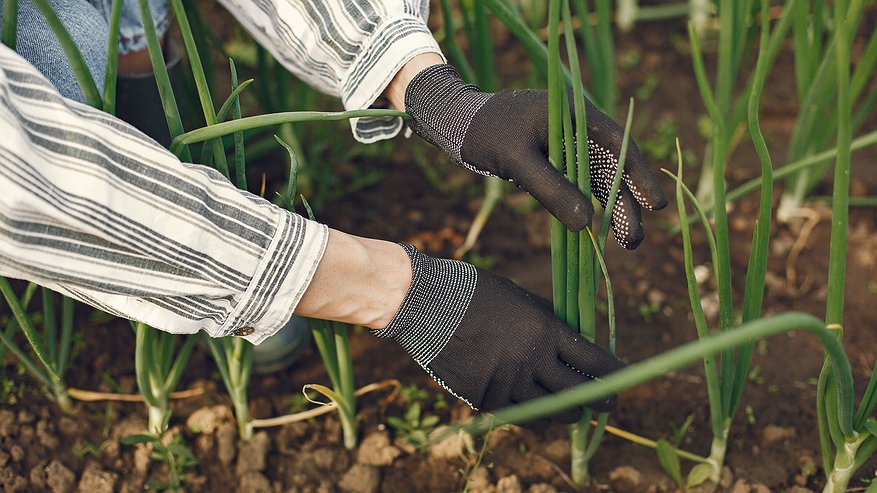 Главная картинка новости: Если желтеют перья у лука и чеснока — трагедии нет: проблема решится с помощью 1 «болтушки» — не верхушки, а альпийские луга