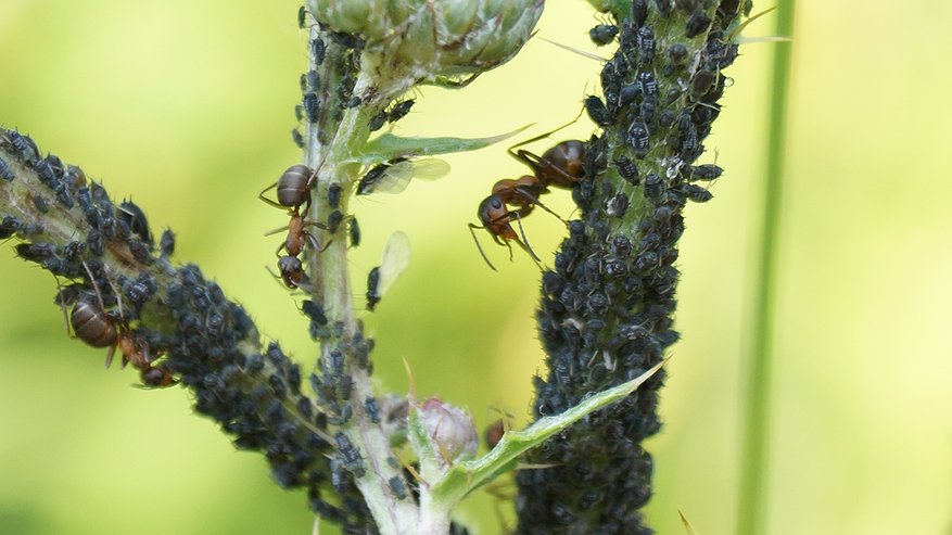 Главная картинка новости: 10 минут — и муравьев нет, а тля вымерла без своих «пастухов»: нашёл быстрое средство без химии