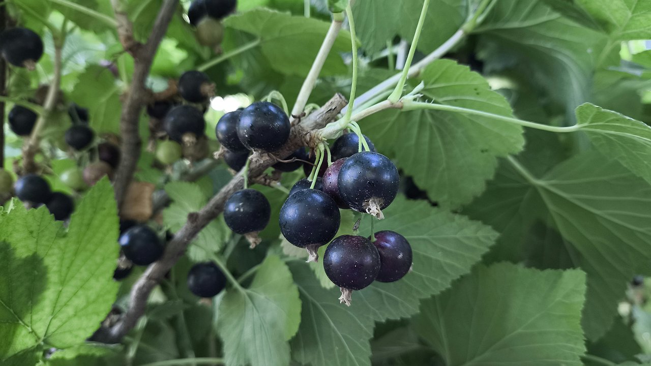 Главная картинка новости: Чайная ложка в лейку — и на смородину: ягоды так и лопаются от сладости, а тля отскакивает как от огня