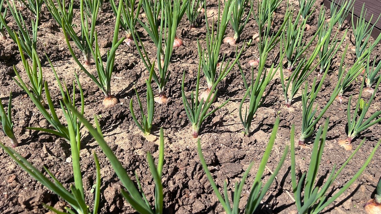 Главная картинка новости: Посыпала на грядку в конце мая — луковой мухи нет все лето: на луке ни 1 желтого перышка за сезон