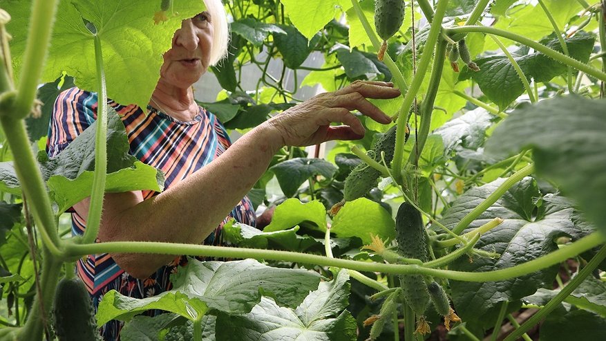 Главная картинка новости: Нужно ли срезать усы у огурцов: проверили на 2 грядках — результат удивил уже через неделю