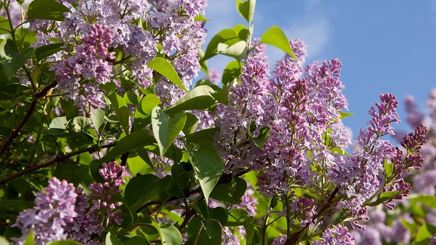 Главная картинка новости: Роскошный лиловый фонтан из ароматных гирлянд весь сезон: легкий в уходе кустарник растет везде и не требует много внимания