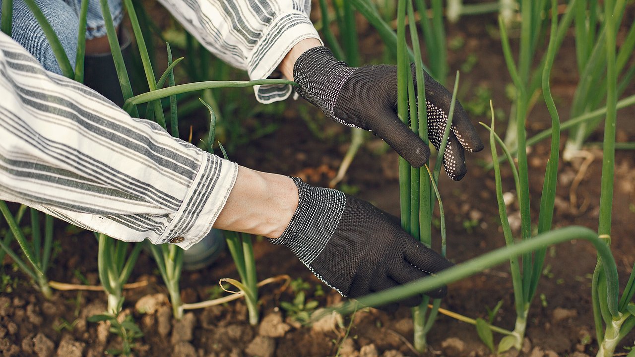 Главная картинка новости: Бросила на грядку — произошло чудо — пожелтевшие лук и чеснок «очнулись», перья позеленели за три дня