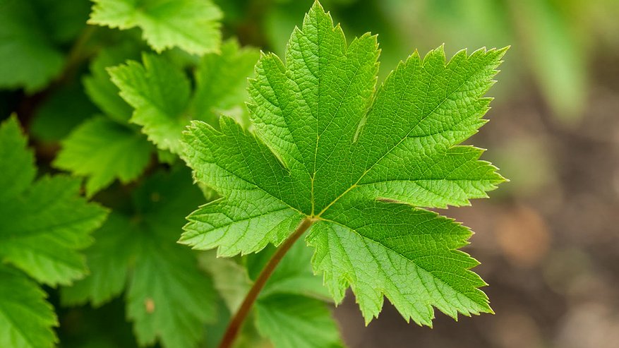 Главная картинка новости: Победила галловую тлю с 1 раза — опрыскала смородину и обалдела — красные «нарывы» ушли, ни 1 скрученного листочка