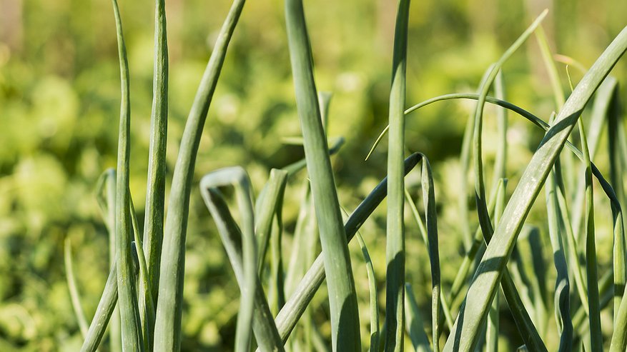 Главная картинка новости: Пока нет стрелок у чеснока — срочно: рассыпаем стакан по грядке — и головки вырастут размером с ладошку