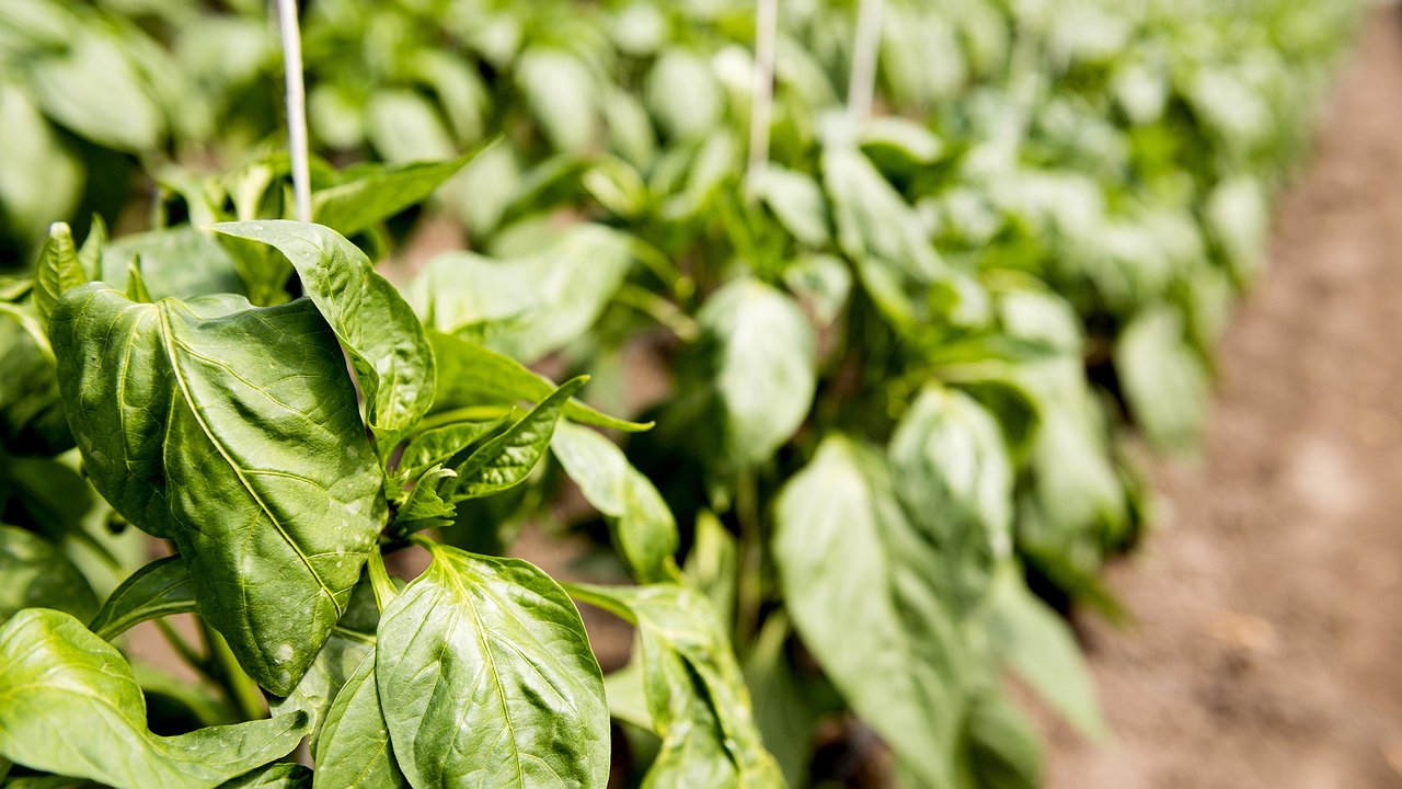 Главная картинка новости: Перцы после высадки — только так: поливаю этим настоем и раздаю соседям богатый урожай