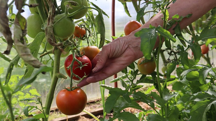 Главная картинка новости: Чтобы томаты завалили урожаем: через 2 недели после высадки добавляем 1,5 ст. ложки на 10 л воды - очень важная подкормка