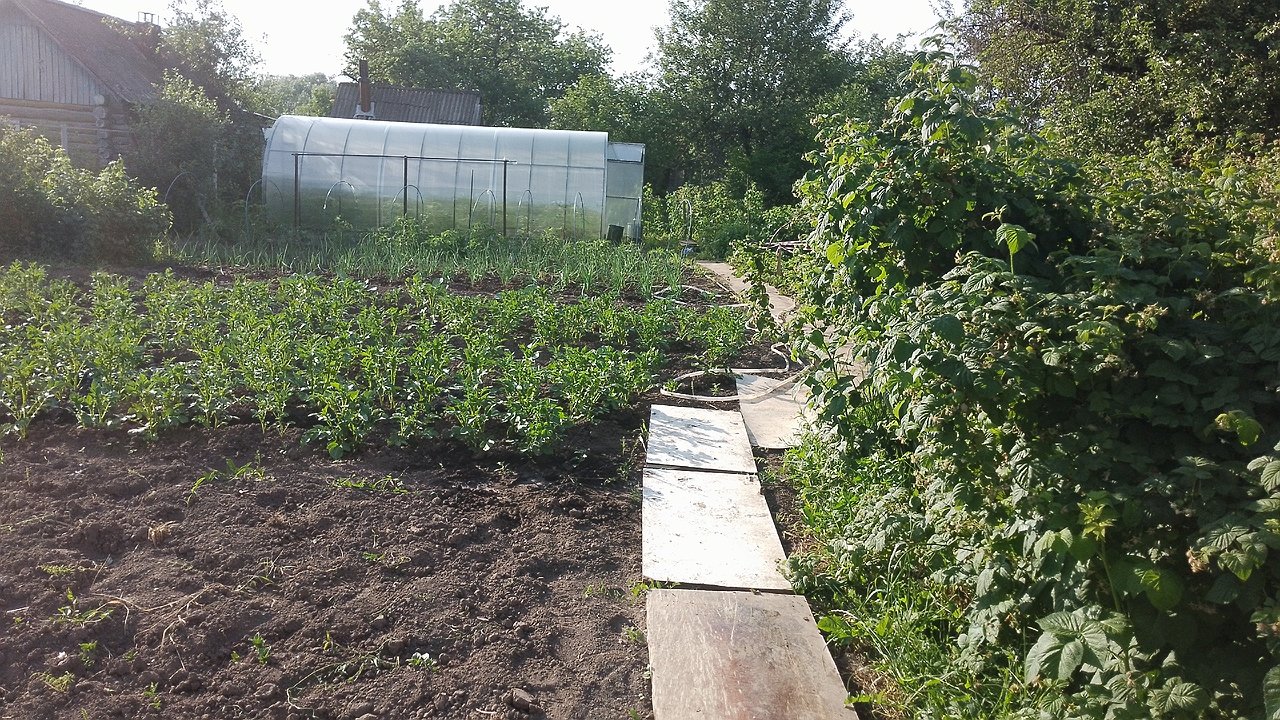 Главная картинка новости: Сорняки ничем не обливаю — 1 секунда и их нет: жалею, что раньше не знала о «топовых» помощниках