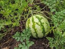 При посадке арбузов — первым делом: 2 ложки в лунку — и плоды по 10 кг, даже в раковину не помещаются