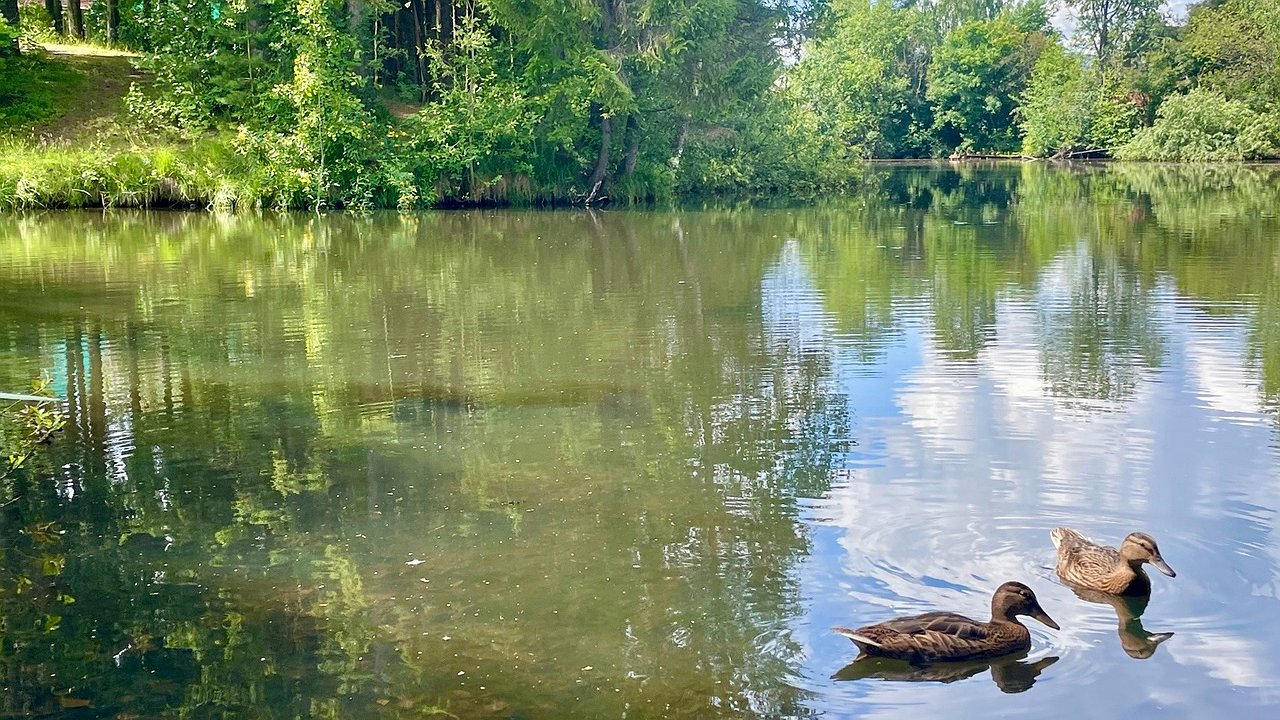 Главная картинка новости: Пруд в Калужской области принял около тысячи новых обитателей