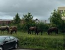 Калужский микрорайон Кубяка осаждают домашние животные