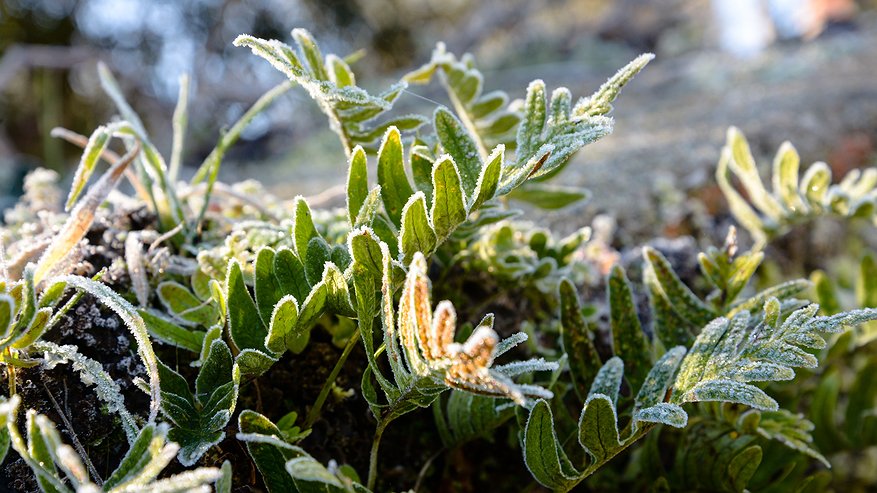 Главная картинка новости: Морозы до -10 ударят без предупреждения: синоптики предупредили о морозах и мокром снеге в начале июля